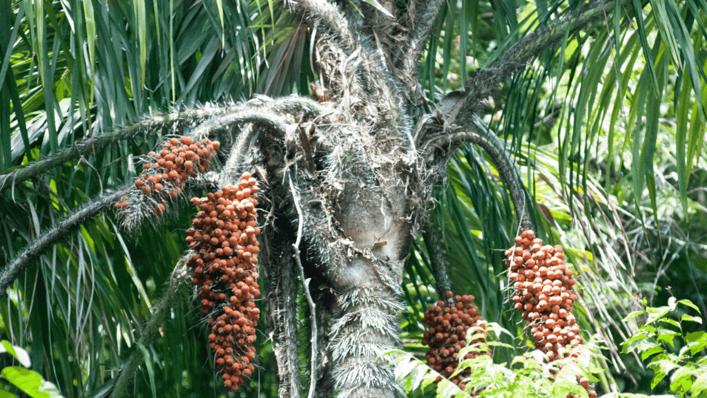 Pejibaye Tree (peach palm, Bactris gasipaes)